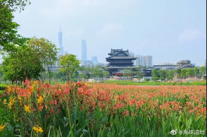 醉蝶花、荷花、紫薇花…最绚烂的夏花海珠这里都有！