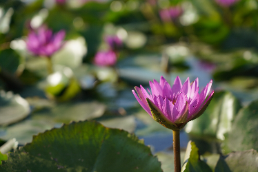 4.海廉园莲花.JPG