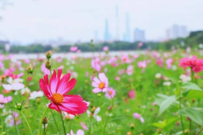 "花路"上新！海珠湿地赏花花花花！