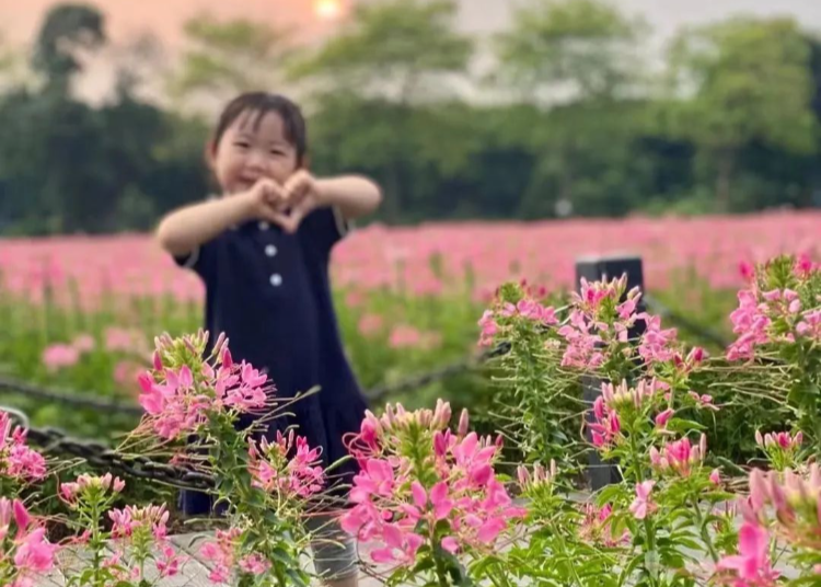 20000㎡醉蝶花海！海珠湿地赏花游园指南