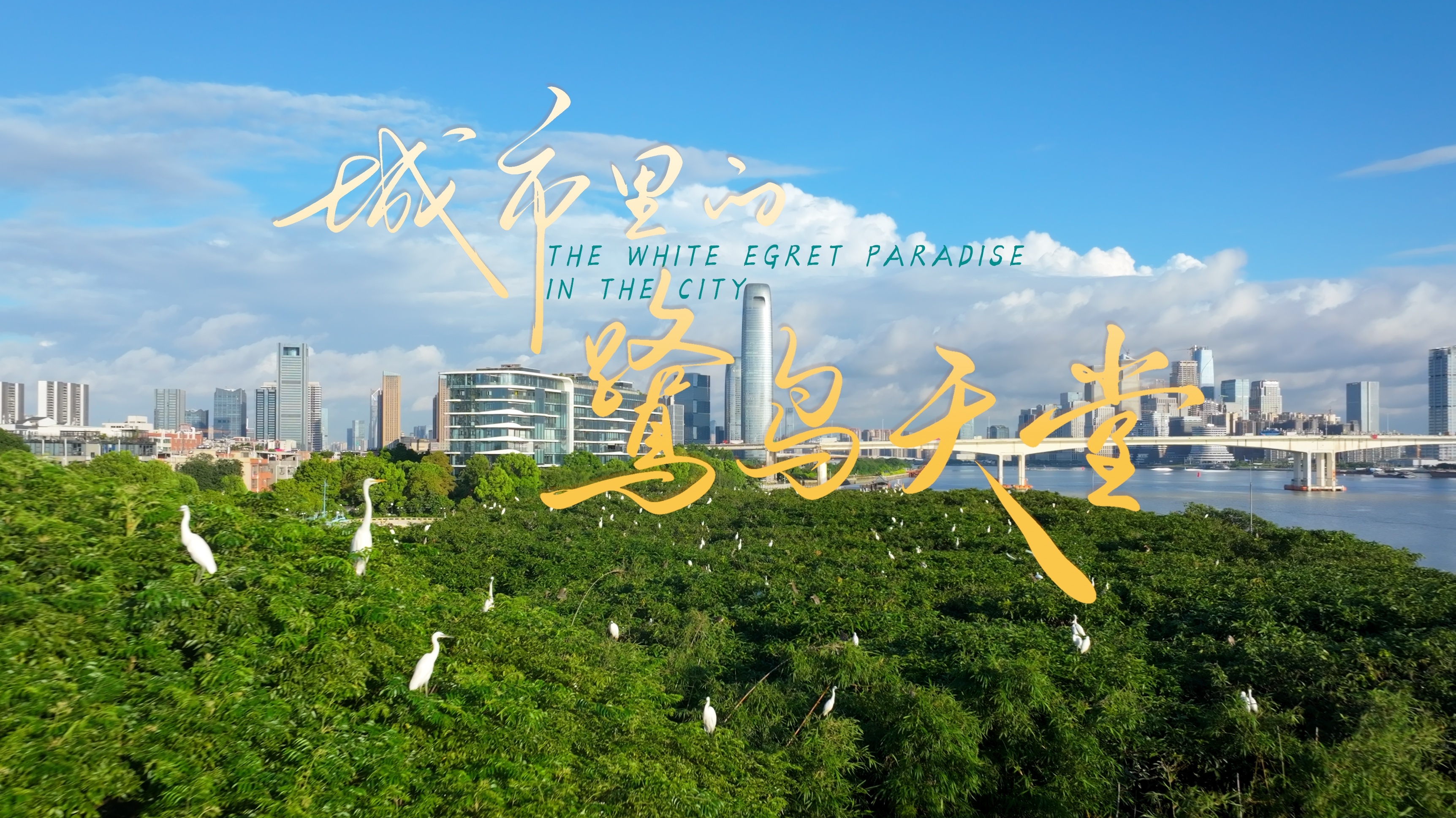 海珠丨城市里的鹭鸟天堂